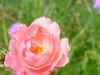 DSC00007.JPG (504314 �r?)