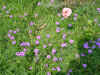 DSC00010.JPG (620323 �r?)