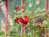 DSC00013.JPG (567812 �r?)