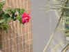DSC00030.JPG (502500 �r?)