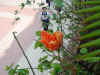 DSC00031.JPG (597129 �r?)