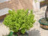 DSC00034.JPG (607570 �r?)