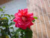 DSC00056.JPG (558552 �r?)