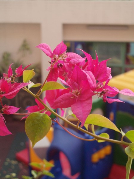 ../Images/Imgp9019.jpg