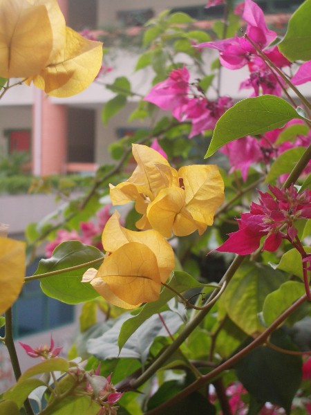 ../Images/Imgp9024.jpg