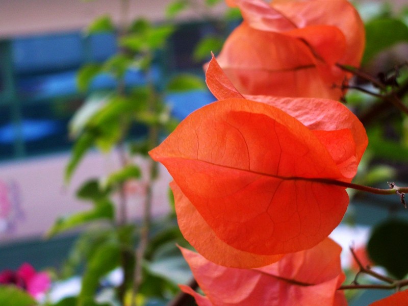 ../Images/Imgp9027.jpg