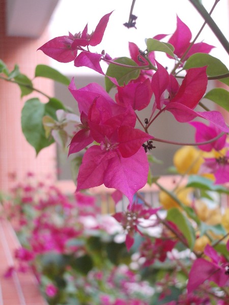 ../Images/Imgp9052.jpg
