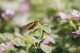 Thumbs/tn__mg_8789.jpg