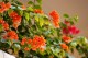 Thumbs/tn__mg_8814.jpg