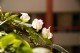 Thumbs/tn__mg_8966.jpg