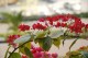 Thumbs/tn__mg_9010.jpg