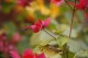 Thumbs/tn__mg_9031.jpg