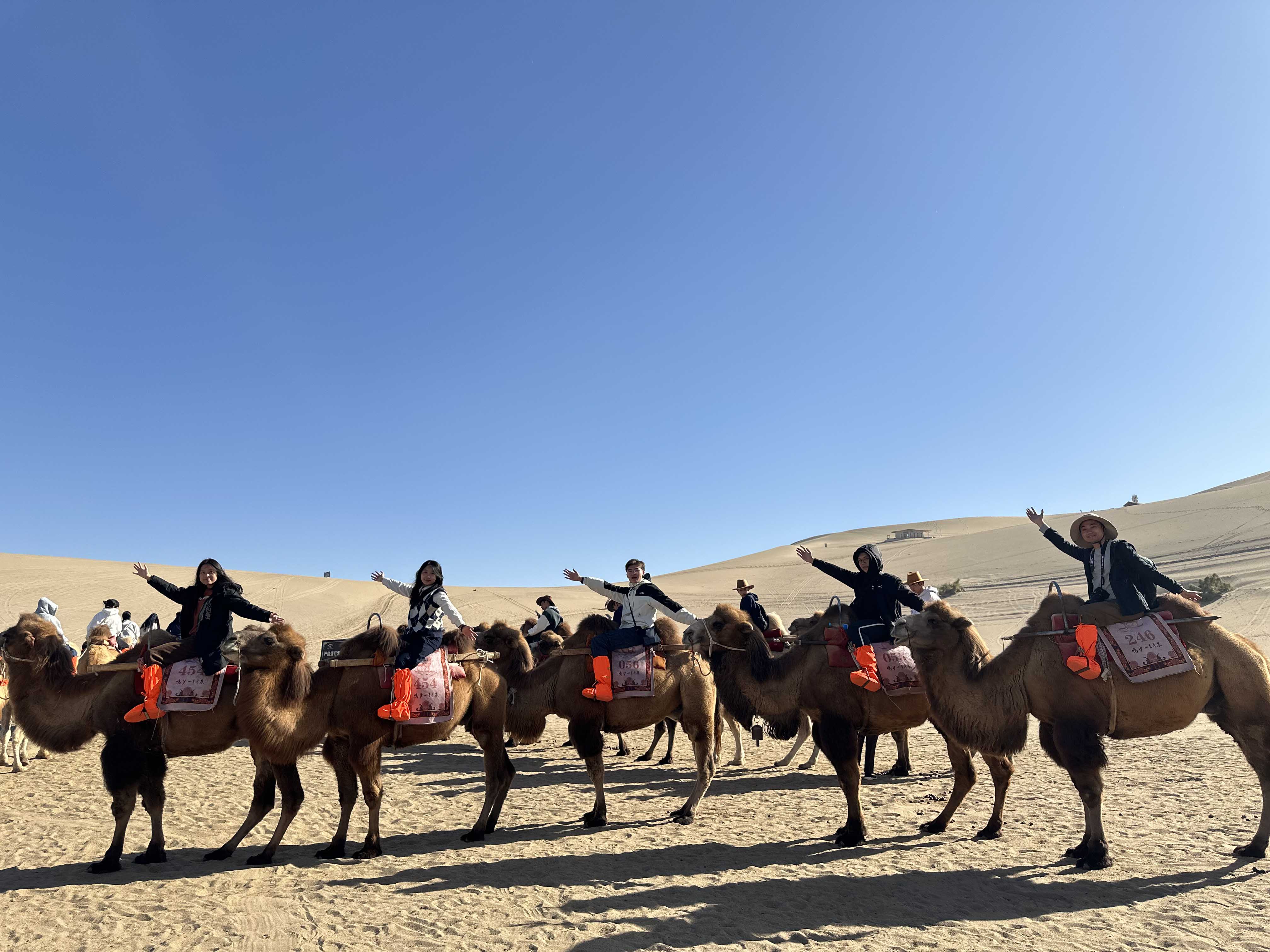 體驗駱駝騎行